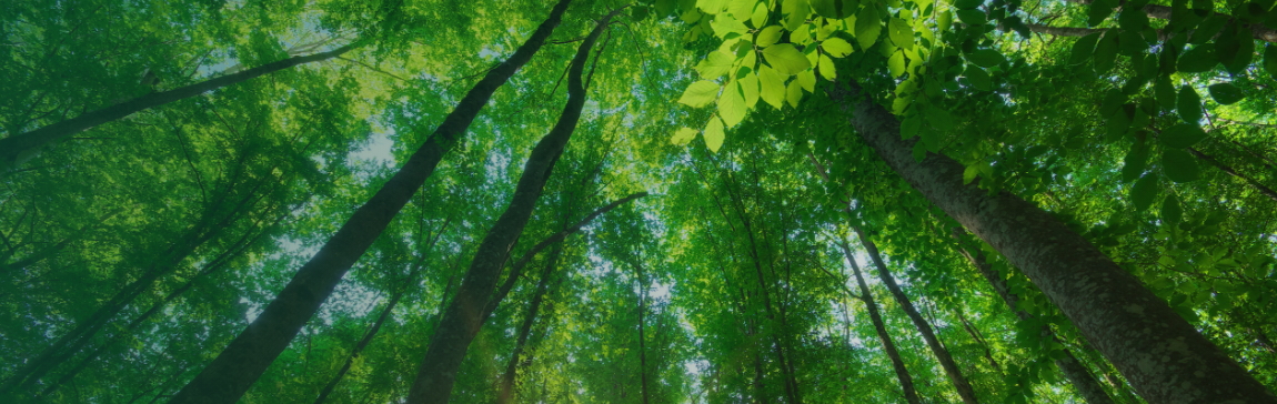 Ein grüner Wald. Umweltfreundliche Druckerzeugnisse bewahren die Natur